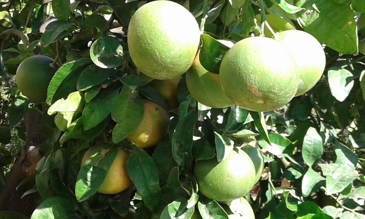 Casa Solare Rakalia Βίλα Spano Εξωτερικό φωτογραφία